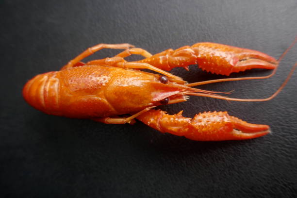 Boiled European crayfish (astacus) close-up, isolated on black background