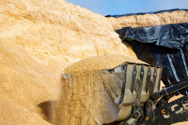 russie, région de bryansk. mars 2017.  la chargeuse charge le grain dans le camion. la société miratorg, le plus grand producteur de bœuf marbré en russie utilise un mélange de céréales et de maïs pour l'alimentation des taureaux. l'alimentation e - provender photos et images de collection