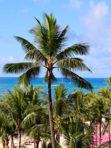 istock Palm Trees on Wakiki Beach Hawaii 1184247336