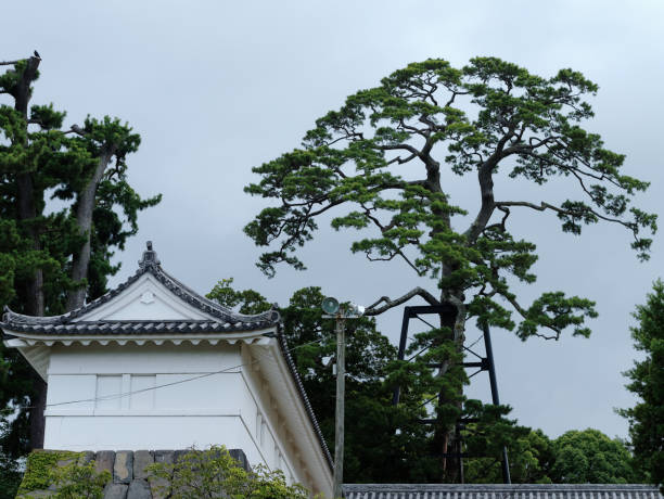 小田原城遊園地の白い日本の伝統的な建物と松の木 - 小田原城 ストックフォトと画像