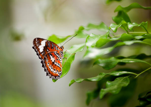istock Cethosia hypsea hypsina (Malay Lacewing) 1184247451