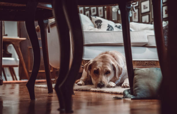 istock Beautiful labrador dog inside home 1184253242