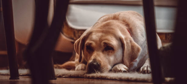 istock Beautiful labrador dog inside home 1184253265
