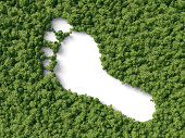 footprint in the forest