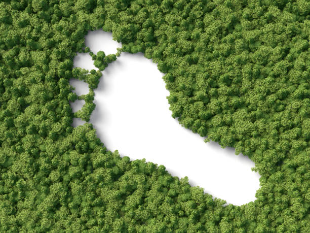 footprint in the forest footprint shape in the 3d forest carbon footprint stock pictures, royalty-free photos & images