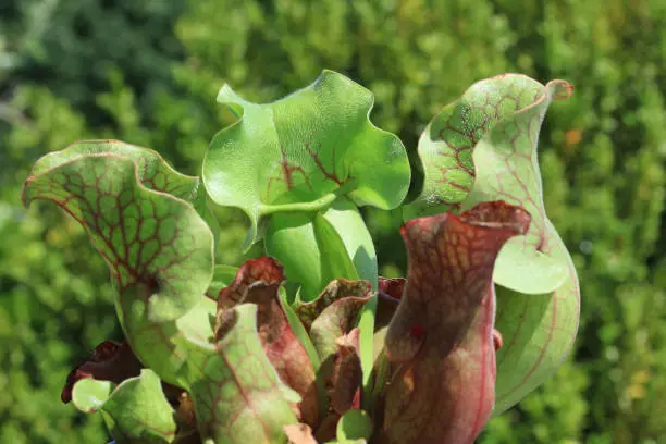 Trumpet pitcher (Sarracenia Sp.) - Carnivorous plant closeup