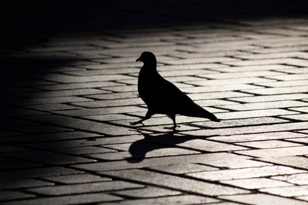 Silhouette of pigeon close-up. Rectangular paving stones close-up on the floor.