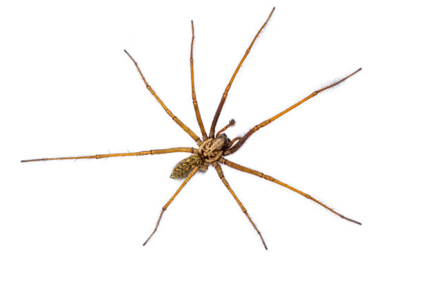 istock Giant house spider isolated on white background 1184255481
