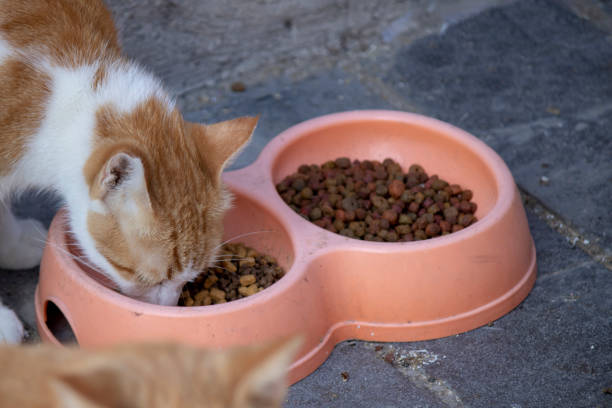 istock Yellow cat eating its food in bowl. 1184255596