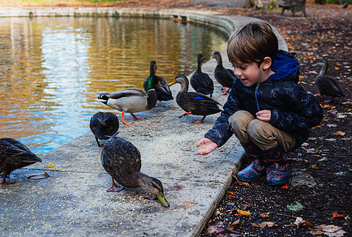 A five year old boy feeding ducks at a public park on an October afternoon.