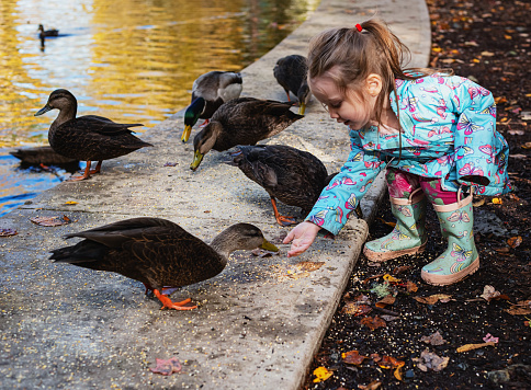 A two year old girl feeding ducks at a public park on an October afternoon.