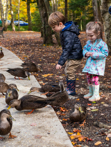 istock Brother & Sister Feeding Ducks 1184255679
