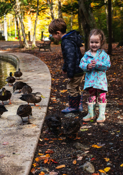 istock Brother & Sister Feeding Ducks 1184255713