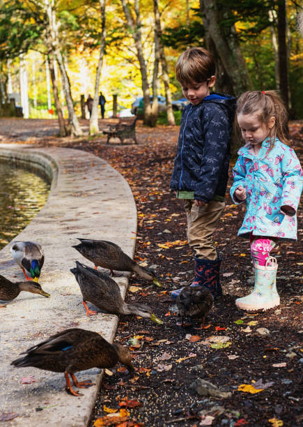 istock Brother & Sister Feeding Ducks 1184255736