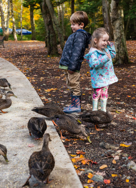 istock Brother & Sister Feeding Ducks 1184255738