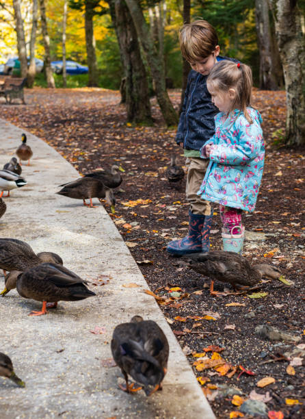 istock Brother & Sister Feeding Ducks 1184255742