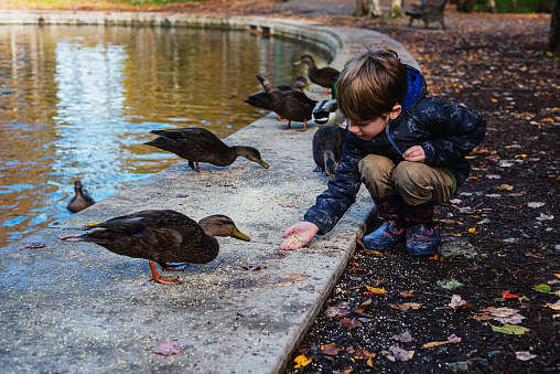 A five year old boy feeding ducks at a public park on an October afternoon.