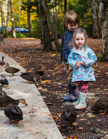 Brother & sister feeding ducks at a public park on an October afternoon.