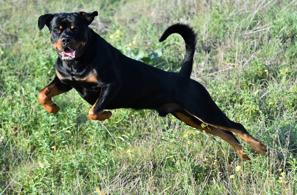 istock rottweiler in the field 1184258940