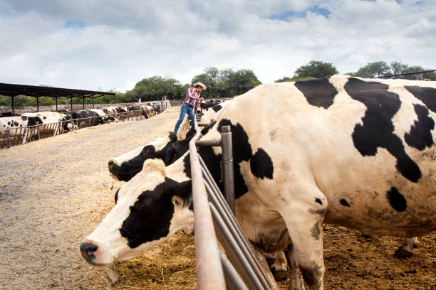 istock Farmer on cow farm in Mexico 1184259016