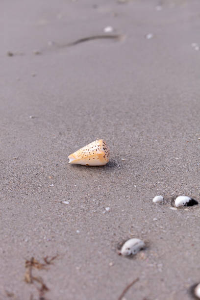 istock Lettered cone snail Conus litteratus on the sand 1184261853