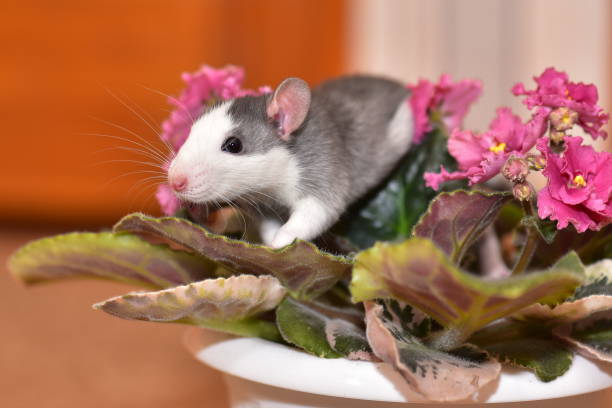istock A grey, spotted house rat among the flowers 1184262139