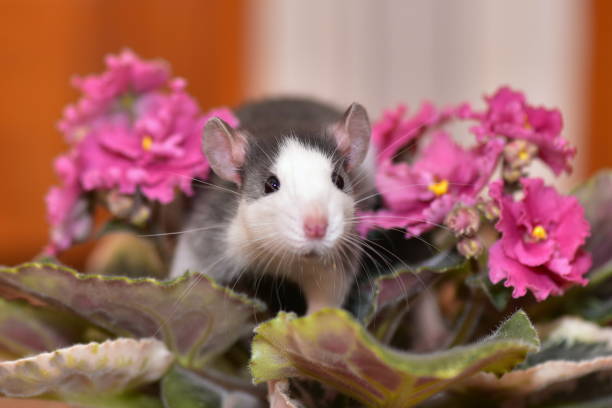 A grey, spotted house rat among the flowers of the African Violet, Saintpaulia