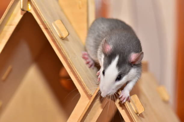 istock A gray, spotted pet rat in a toy house 1184262155