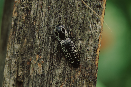 Eastern Eyed Click Beetle (Alaus Oculatus). Photographed by acclaimed wildlife photographer and writer, Dr. William J. Weber.