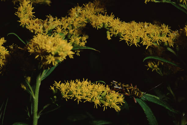 locus borer (megacyllene robiniae) - megacyllene robiniae fotografías e imágenes de stock