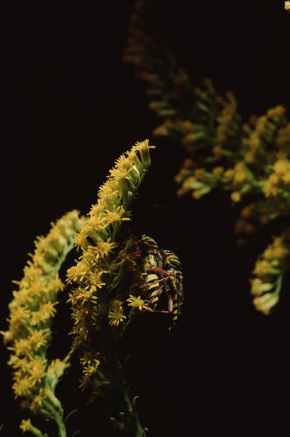 locus borer (megacyllene robiniae) - megacyllene robiniae fotografías e imágenes de stock