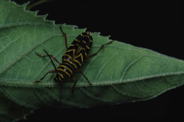 locus borer (megacyllene robiniae) - megacyllene robiniae zdjęcia i obrazy z banku zdjęć