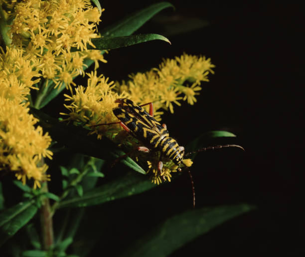 locus borer (megacyllene robiniae) - megacyllene robiniae fotografías e imágenes de stock