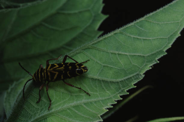 ローカス・ボラー (メガシレン・ロビニアエ) - megacyllene robiniae ストックフォトと画像