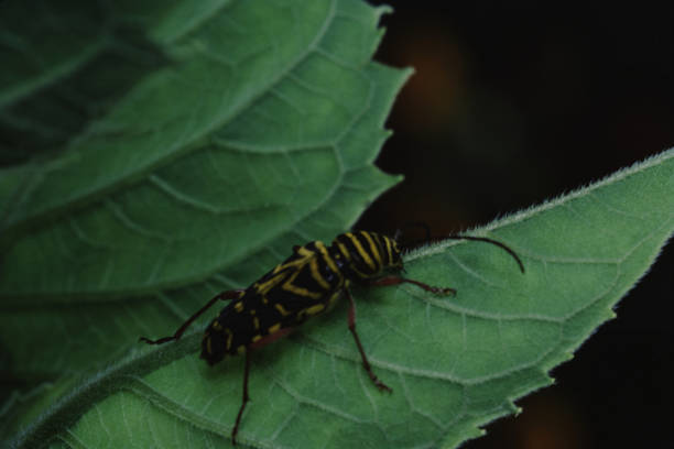 locus borer (megacyllene robiniae) - megacyllene robiniae fotografías e imágenes de stock