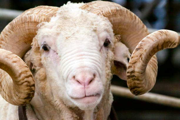 istock Portrait of Marino Ram, front view 1184263589