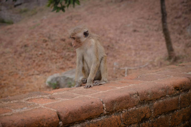 Gray langur family, the type of monkeys sitting on the stone Gray langur family, the type of monkeys sitting on the stone ground against red bricks of Jetavanaramaya temple. monkeys at sigiriya sri lanka stock pictures, royalty-free photos & images