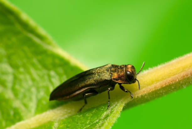 istock Agrilus jewel beetle on leaf 1184264569