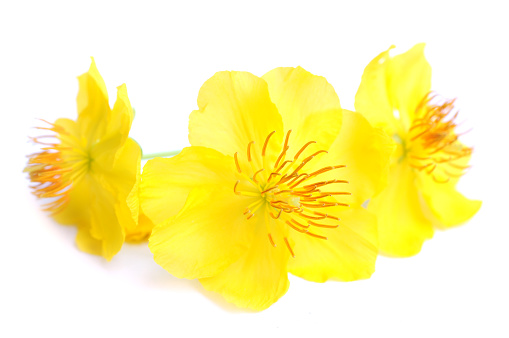 Wide field view of buttercup flowers (genus Ranunculus) blooming in field along the California coast Highway 1.\n\nTaken in San Mateo County, California, USA