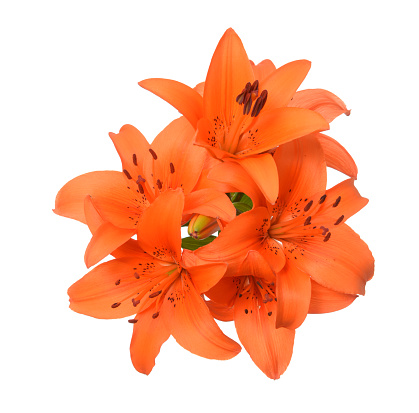 a bouquet Orange color lily flower isolated on white