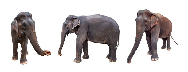 istock Elephants in white background. collection elephants in different poses 1184268842