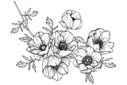 drawing flowers. anemone flower clip-art or illustration.