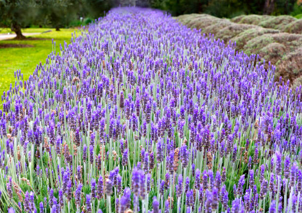 istock Lavender plants growing in a row 1184269984