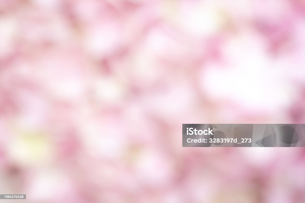 Degradado De Flor De Desenfoque Abstracto Rosa Suave Color Pastel Color Fondo De Pantalla Fondo De Pantalla Foto de stock y más banco de imágenes de Azul verdoso - iStock Degradado De Flor De Desenfoque Abstracto Rosa Suave Color Pastel Color Fondo De Pantalla Fondo De Pantalla Foto de stock y más banco de imágenes de Azul verdoso - iStock