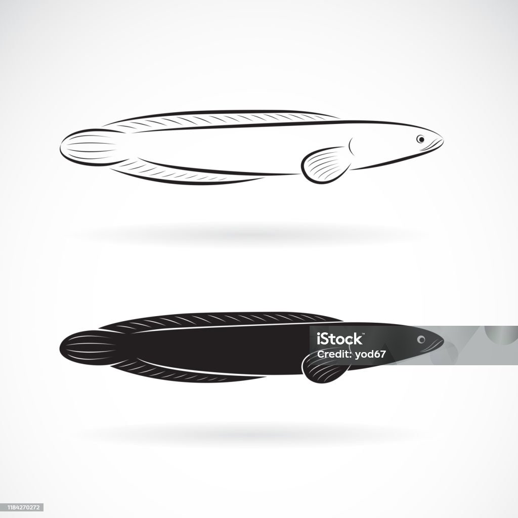 Vector Cá Lóc Sọc Trên Nền Trắng Con Vật Động Vật Thủy Sinh Minh ...