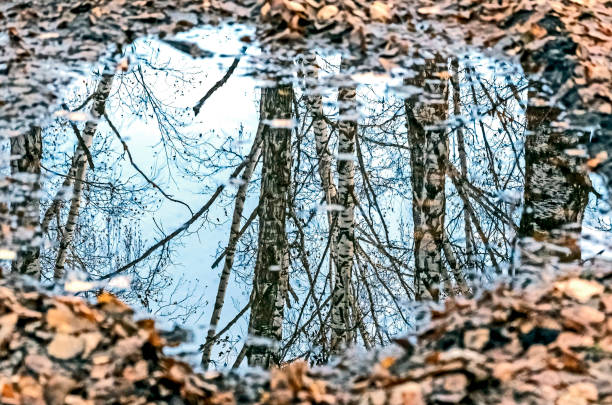 istock reflection of trees in the autumn forest as a window to another world 1184270332