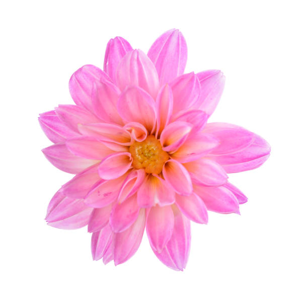istock Pink dahlia flower 1184270503