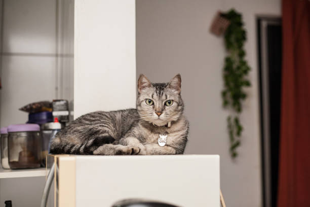 istock dragon li cat in the kitchen 1184270674