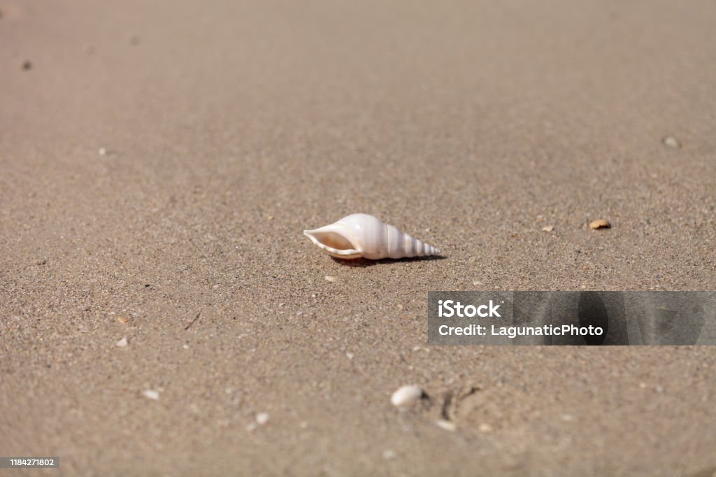 Delicate Tibia Shell White Tibia Shell Tibia Fusus On The Sand Stock Photo - Download Image ...