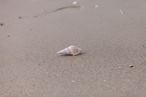 Tibial Shell White Tibia Shell Tibia Fusus On The Sand Stock Photo - Download Image ...